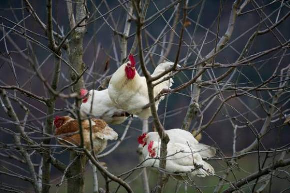 Chickens sit in a cherry tree at a farm in Ibach