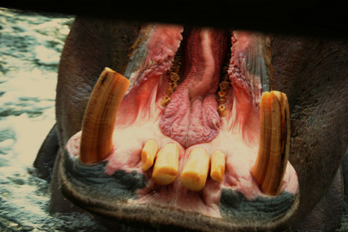 tumblr_lp3jkcYjK11qkxjn8o1_500