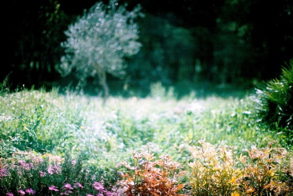 ambra_iride_sechi_07