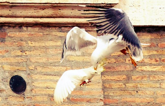 colomba-papa-attacco-gabbiano-corvo-angelus-tuttacronaca